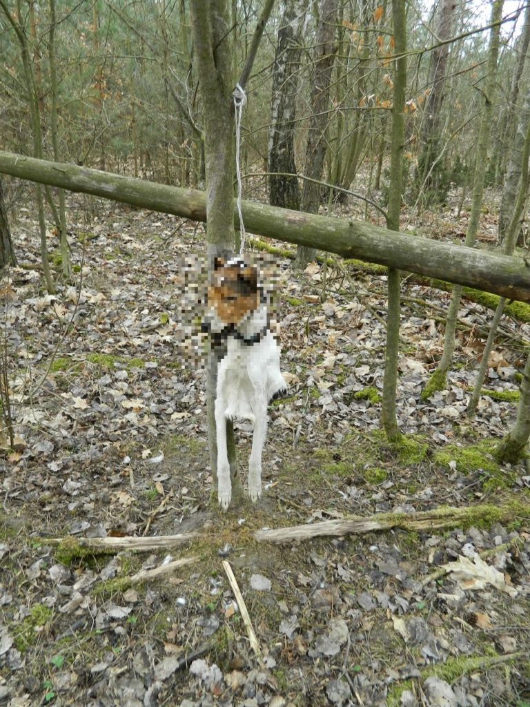 Powiesił w lesie psa na sznurku. Szukamy sadysty, który to zrobił [FOTO] las Wiadomości, Olsztyn