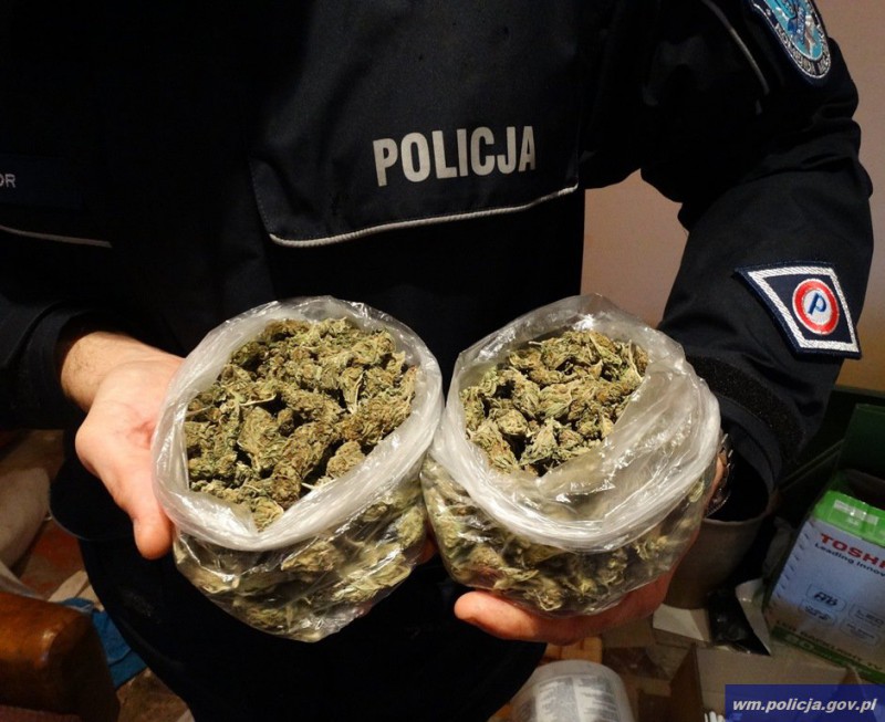 policja olsztyn uprawa konopi marihuana susz
