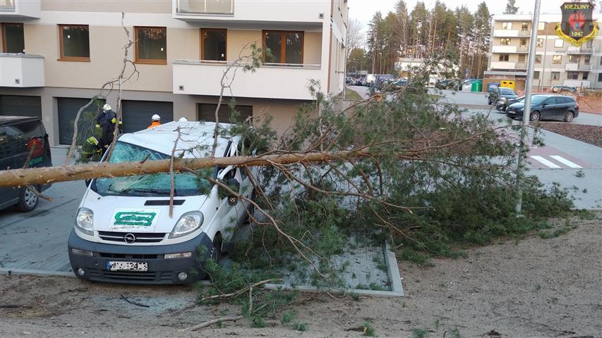 To się nazywa pech. Drzewo powalone przez wiatr uszkodziło samochód [FOTO] drzewo Olsztyn, Wiadomości