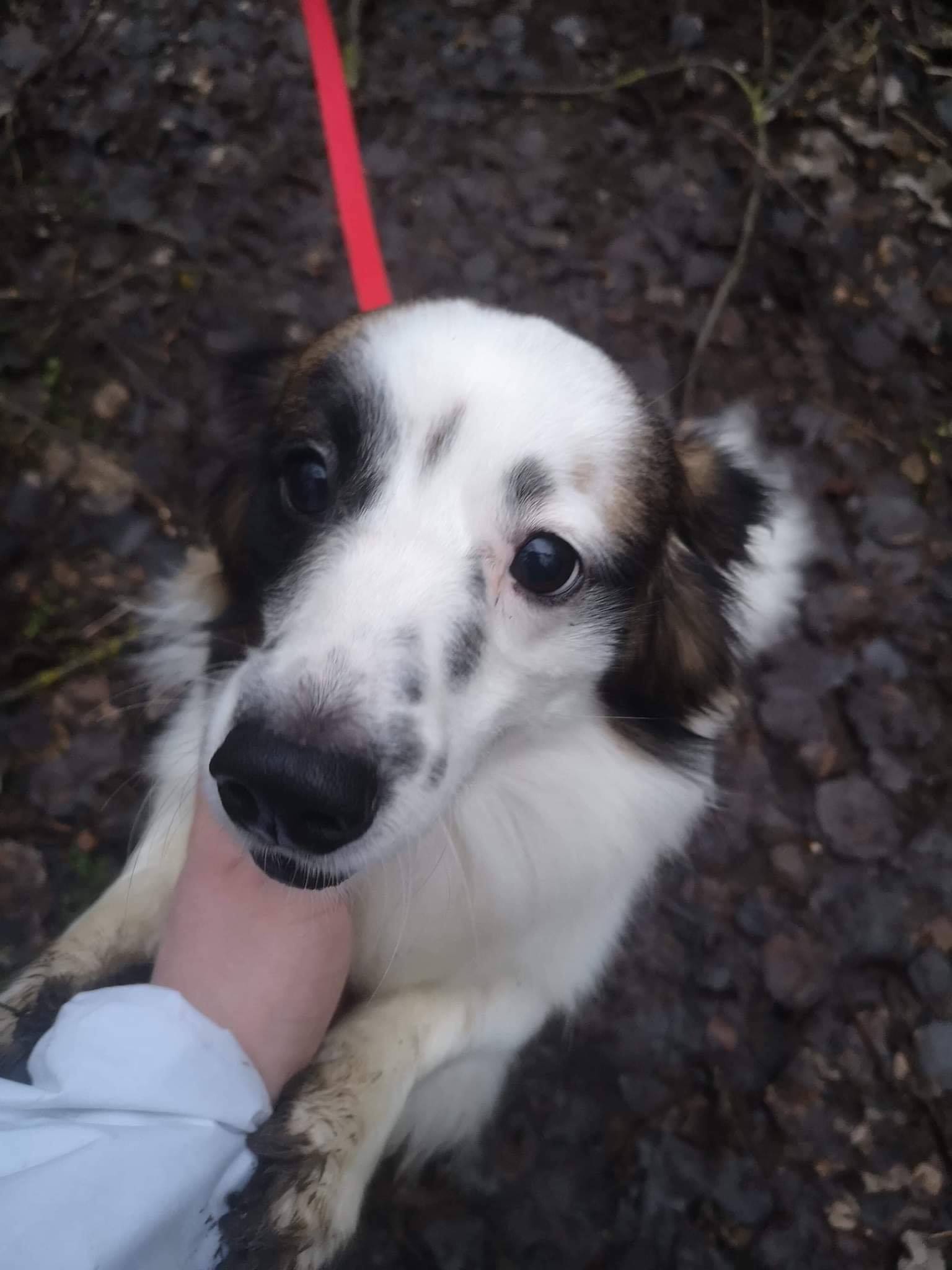Ktoś przywiązał psa do drzewa w lesie na Pieczewie. Teraz trwa walka o jego zdrowie drzewo Wiadomości