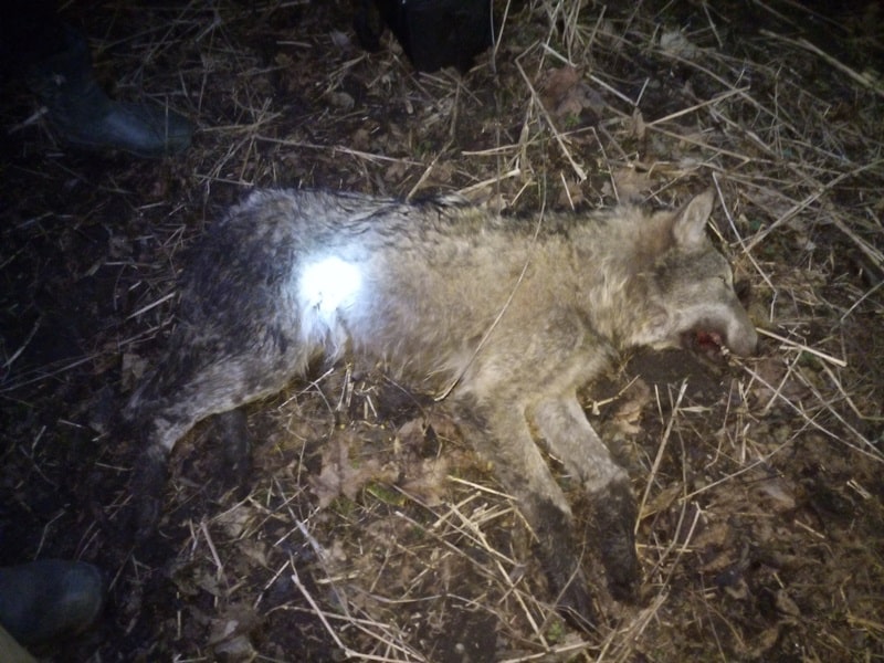 Kłusownicy prawie zabili wilka niedaleko Olsztyna [FOTO] Wiadomości