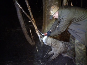 Kłusownicy prawie zabili wilka niedaleko Olsztyna [FOTO] Wiadomości